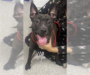 Staffordshire Bull Terrier-Unknown Mix Dogs for adoption in Pasadena, TX, USA