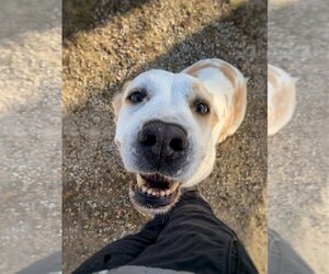 Great Pyrenees Dogs for adoption in Williamsburg, IA, USA