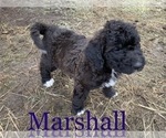 Small Photo #2 Saint Berdoodle Puppy For Sale in NACHES, WA, USA