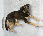 Small #2 Mutt