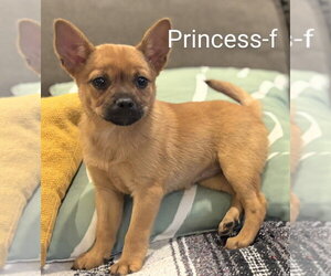 Chug Dogs for adoption in San Bernardino, CA, USA
