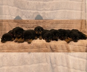 Rottweiler Puppy for sale in NAPA, CA, USA