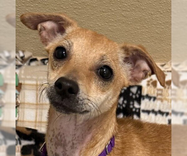 Medium Photo #1 Mutt Puppy For Sale in Pleasanton, CA, USA