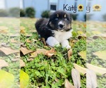 Small Photo #6 Australian Shepherd Puppy For Sale in COOKEVILLE, TN, USA