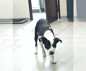 Labrador Retriever-Unknown Mix Dogs for adoption in Fayetteville, NC, USA