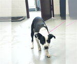 Small Labrador Retriever Mix