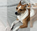 Small Photo #3  Puppy For Sale in , 