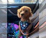 Small #8 Poodle (Miniature)