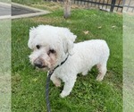 Small Poodle (Miniature) Mix