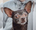 Small Chiweenie
