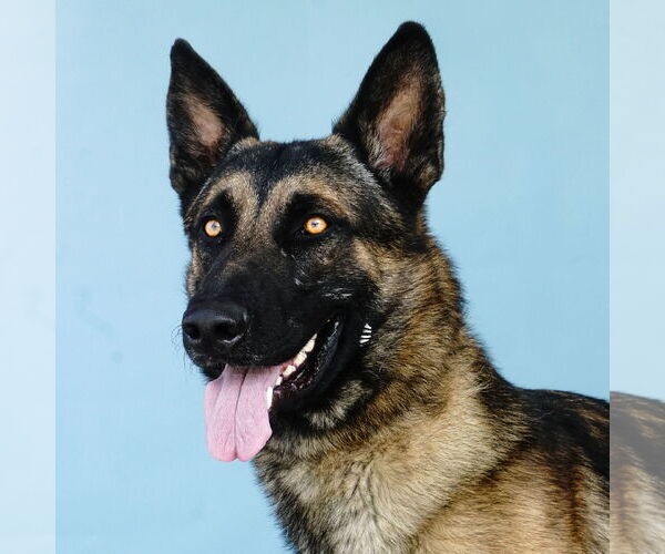 Medium Photo #1 German Shepherd Dog Puppy For Sale in Pasadena, CA, USA