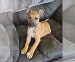 Small Photo #1 Boxer-Unknown Mix Puppy For Sale in Genesee, WI, USA