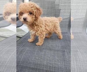 Poodle (Toy) Puppy for sale in PLYMOUTH, MI, USA