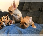 Small Photo #7 French Bulldog Puppy For Sale in MIDDLEBURG, FL, USA