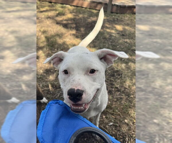 Medium Photo #1 American Staffordshire Terrier-Unknown Mix Puppy For Sale in San Antonio, TX, USA