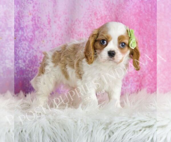 Medium Photo #42 Cavalier King Charles Spaniel Puppy For Sale in WARSAW, IN, USA