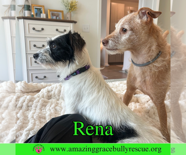 Medium Photo #6 Mutt Puppy For Sale in Pensacola, FL, USA