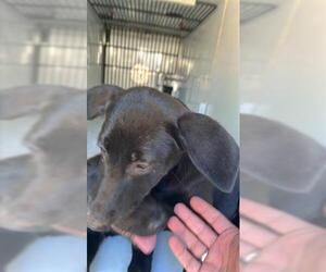 Shepradors Dogs for adoption in Houston, TX, USA