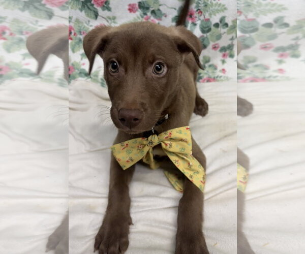 Medium Photo #1 Labrador Retriever-Unknown Mix Puppy For Sale in Wetumpka, AL, USA