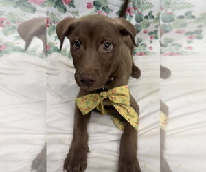 Labrador Retriever-Unknown Mix Dogs for adoption in Wetumpka, AL, USA