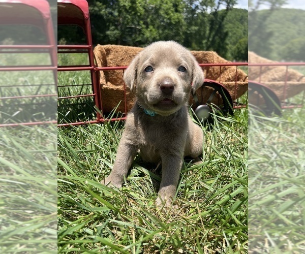 Medium Photo #5 Labrador Retriever Puppy For Sale in NEOLA, WV, USA