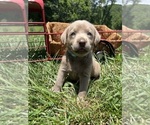 Small #4 Labrador Retriever