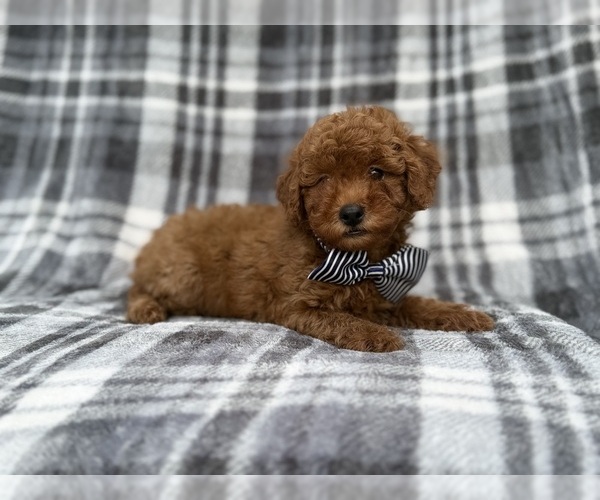 Medium Photo #6 Cavapoo (Miniature) Puppy For Sale in LAKELAND, FL, USA