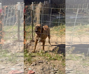 Ninio - Male Brazilian Mastiff Dog for Adoption - Photo #3