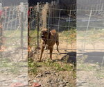 Small Photo #3 Brazilian Mastiff Puppy For Sale in Jasper, AL, USA