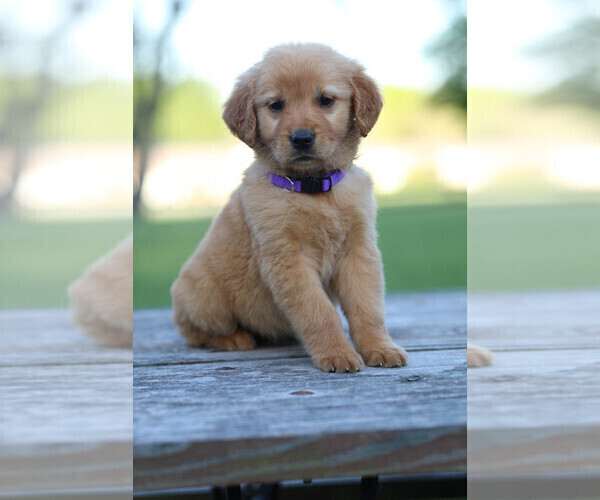 Medium Photo #2 Golden Retriever Puppy For Sale in FREDONIA, KY, USA