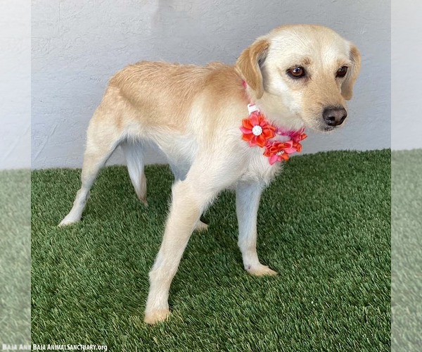 Medium Photo #3 Mutt Puppy For Sale in San Diego, CA, USA