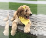 Small #10 Goldendoodle