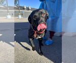 Small #2 Labrador Retriever Mix