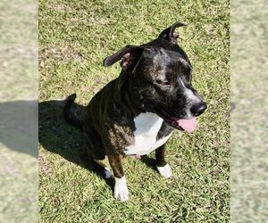 American Pit Bull Terrier-Unknown Mix Dogs for adoption in Gulfport, MI, USA