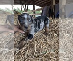 Puppy Woody Catahoula Leopard Dog