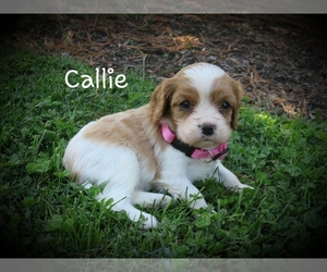 Cavalier King Charles Spaniel Puppy for sale in EPHRATA, PA, USA