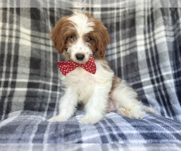Medium Photo #8 Cavapoo Puppy For Sale in LAKELAND, FL, USA