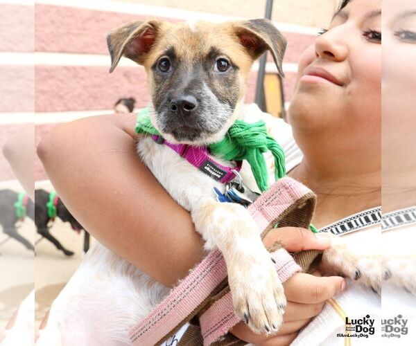 Medium Photo #3 Mutt Puppy For Sale in Washington, DC, USA