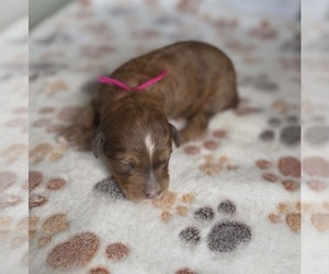 Bernedoodle Puppy for sale in HUDSON, MI, USA