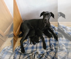 Mother of the Great Dane puppies born on 01/04/2021