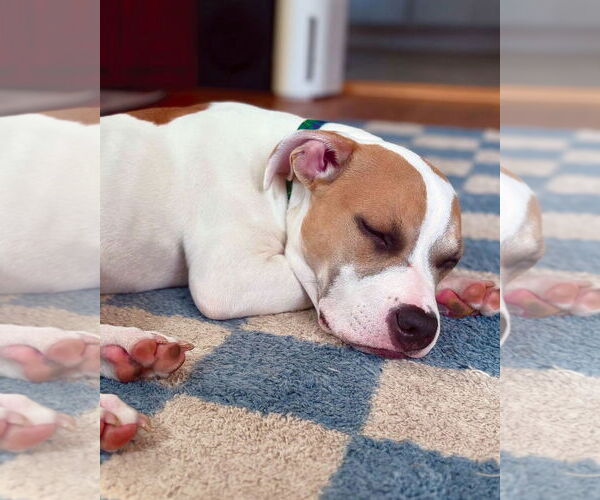 Medium Photo #5 American Pit Bull Terrier Puppy For Sale in Westminster, MA, USA