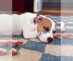 Small #4 American Pit Bull Terrier