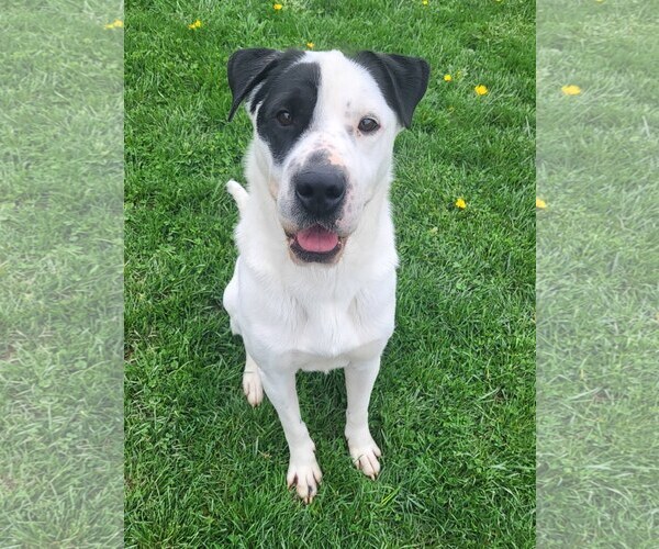 Medium Photo #2 Mutt Puppy For Sale in Rootstown, OH, USA