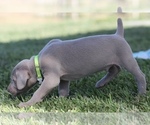Small Photo #10 Weimaraner Puppy For Sale in WILLOWS, CA, USA