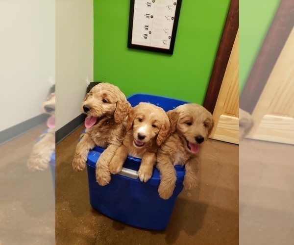 Medium Photo #3 Goldendoodle Puppy For Sale in BRIARCLIFF, TX, USA
