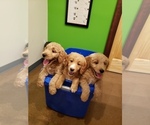Small Photo #3 Goldendoodle Puppy For Sale in BRIARCLIFF, TX, USA