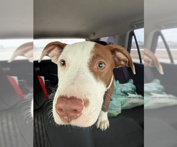 Medium Photo #3 American Pit Bull Terrier-Unknown Mix Puppy For Sale in Germantown, OH, USA