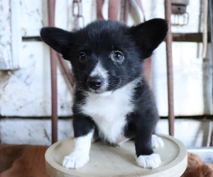 Pembroke Welsh Corgi-Pomeranian Mix Puppy for sale in HONEY BROOK, PA, USA