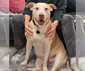 Gracie - Female Labrador Retriever-Staffordshire Bull Terrier Mix Dog for Adoption - Photo #2