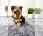Small Yorkshire Terrier